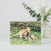 Carte Postale Red Fox Kits Jouer (Debout devant)