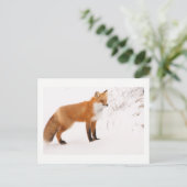Carte Postale Red Fox Nature Wildlife Photo (Debout devant)