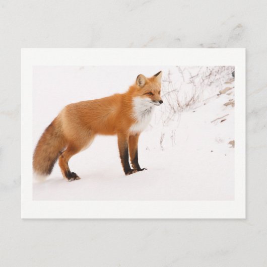 Carte Postale Red Fox Nature Wildlife Photo (Devant)