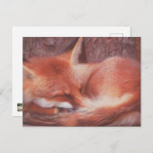 Carte Postale Red Fox POSTCARD (Devant / Derrière)