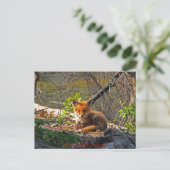 Carte Postale Red Fox Pup (Debout devant)