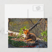Carte Postale Red Fox Pup (Devant / Derrière)