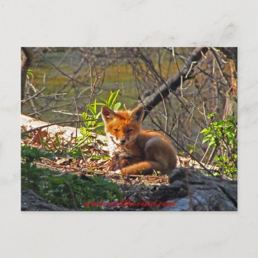 Carte Postale Red Fox Pup (Devant)