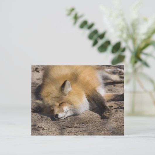 Carte Postale Red Fox Repose (Debout devant)