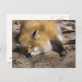 Carte Postale Red Fox Repose (Devant / Derrière)