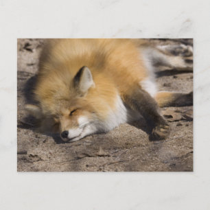 Carte Postale Red Fox Repose
