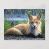 Carte Postale Red Fox Repose (Devant)