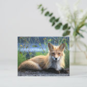 Carte Postale Red Fox Repose (Debout devant)