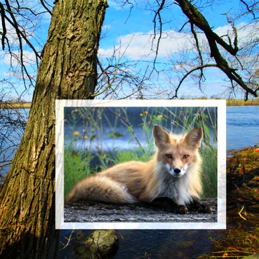 Carte Postale Red Fox Repose