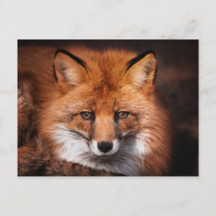 Carte Postale Red Fox Wild Woodland Animal