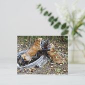 Carte Postale Red Foxes - Amour fraternel (Debout devant)