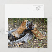 Carte Postale Red Foxes - Amour fraternel (Devant / Derrière)