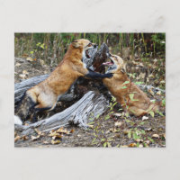 Red Foxes - Amour fraternel