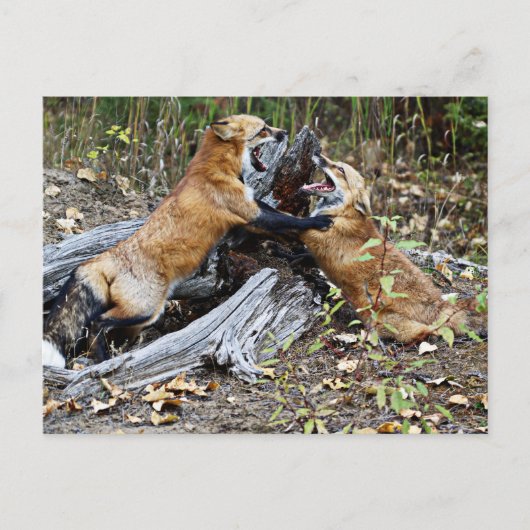 Carte Postale Red Foxes - Amour fraternel (Devant)