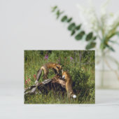 Carte Postale Red Foxes-kits jouer (Debout devant)