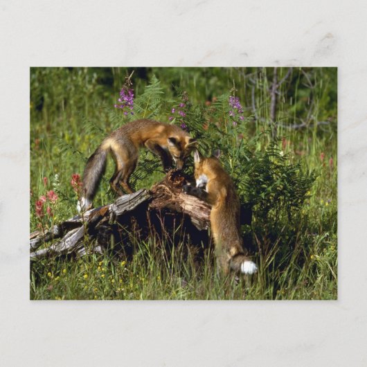 Carte Postale Red Foxes-kits jouer (Devant)