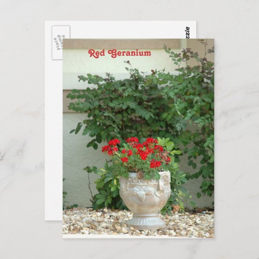 Carte postale Red Geranium (Devant / Derrière)