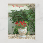 Carte postale Red Geranium (Devant)