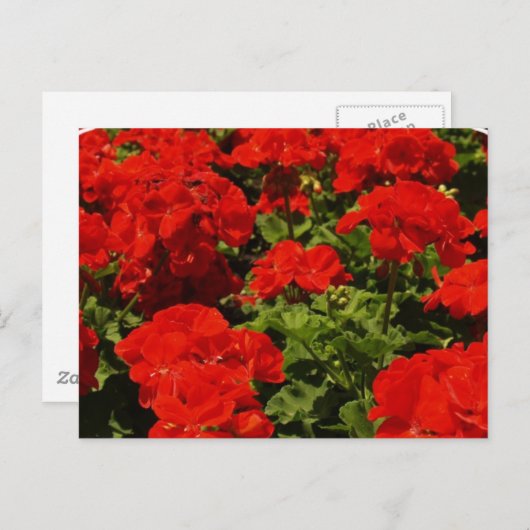 Carte postale Red Geraniums (Devant / Derrière)