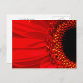 Carte Postale Red Gerber Daisy (Devant / Derrière)