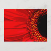 Carte Postale Red Gerber Daisy (Devant)