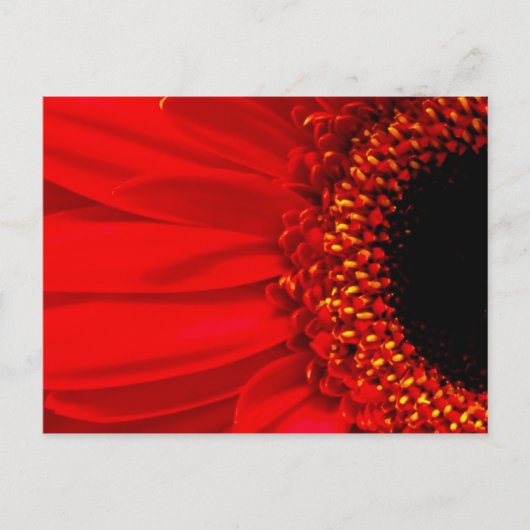 Carte Postale Red Gerber Daisy (Devant)