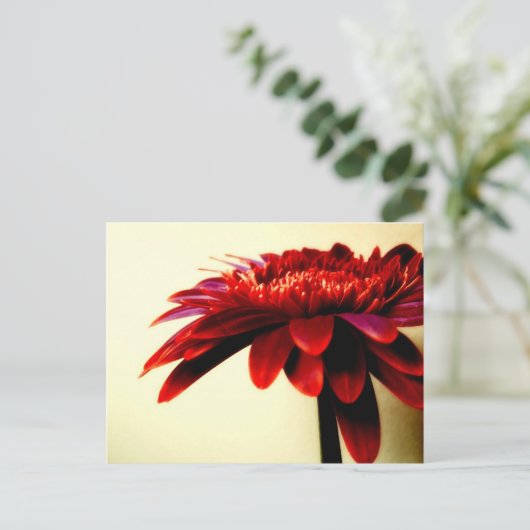 Carte postale Red Gerbera (Debout devant)