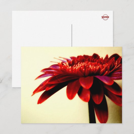 Carte postale Red Gerbera (Devant / Derrière)
