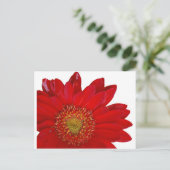 Carte Postale Red Gerbera Daisy (Debout devant)