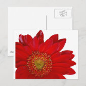 Carte Postale Red Gerbera Daisy (Devant / Derrière)