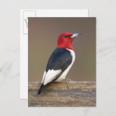 Carte Postale Red-headed Woodpecker on fence (Devant / Derrière)