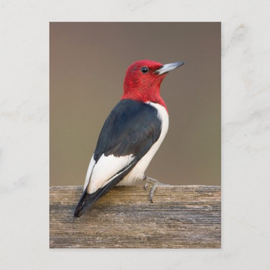 Carte Postale Red-headed Woodpecker on fence (Devant)