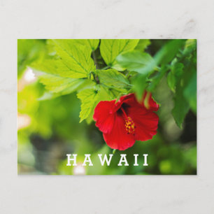 Carte Postale Red Hibiscus Hawaii Tropical