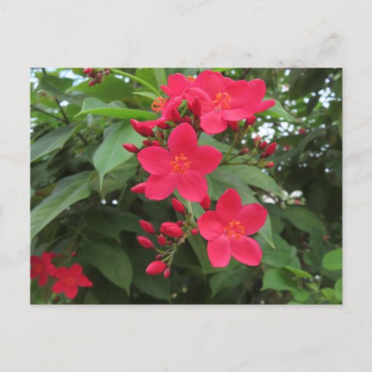 Carte Postale Red Jatropha Flowers (Devant)