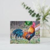 Carte Postale Red junglefowl (Debout devant)