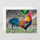 Carte Postale Red junglefowl (Devant / Derrière)