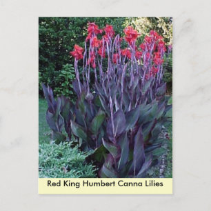 Carte Postale Red King Humbert Canna Lilies