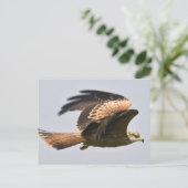 Carte postale Red Kite (Debout devant)