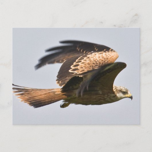 Carte postale Red Kite (Devant)