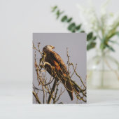 Carte postale Red Kite (Debout devant)