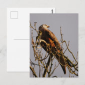 Carte postale Red Kite (Devant / Derrière)