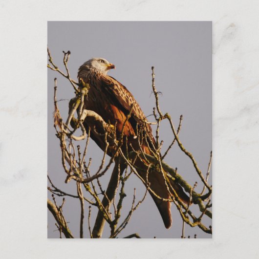 Carte postale Red Kite (Devant)