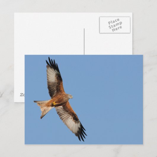 Carte postale Red Kite (Devant / Derrière)