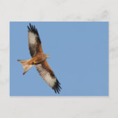 Carte postale Red Kite (Devant)