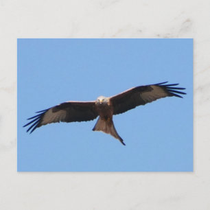 Carte postale Red Kite 