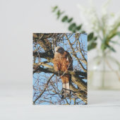 Carte postale Red Kite (Debout devant)