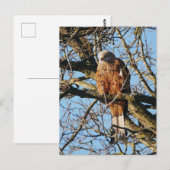 Carte postale Red Kite (Devant / Derrière)