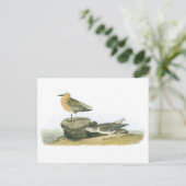 Carte Postale Red Knot par Audubon (Debout devant)