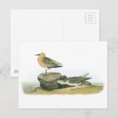 Carte Postale Red Knot par Audubon (Devant / Derrière)