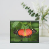 Carte Postale Red Lacewing (Debout devant)